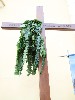 maly_013_1891.jpg