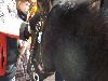 maly_dscf2431.jpg